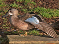 Blue-winged Teal